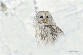 <p>PUŠTÍK BĚLAVÝ (Strix uralensis) sokolnicky vedený /Ural owl - Habichtskauz/</p>